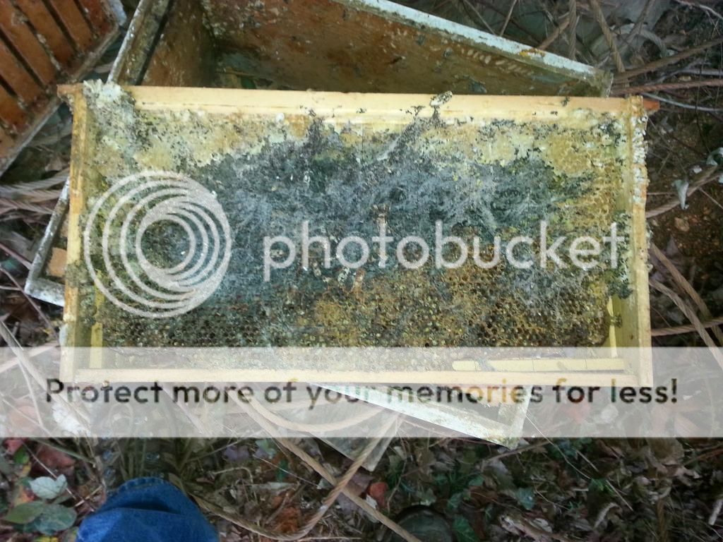 Wax moth frame cleanup ideas Beesource Beekeeping Forums