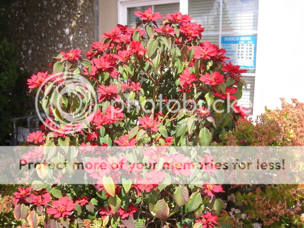 Poinsettia near San Carlos train station, March18
